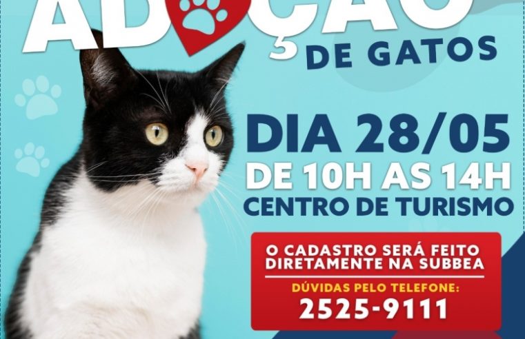 Sssubea realizará campanha de adoção de gatos, no próximo dia 28, em Nova Friburgo