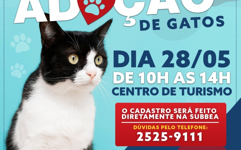 Sssubea realizará campanha de adoção de gatos, no próximo dia 28, em Nova Friburgo