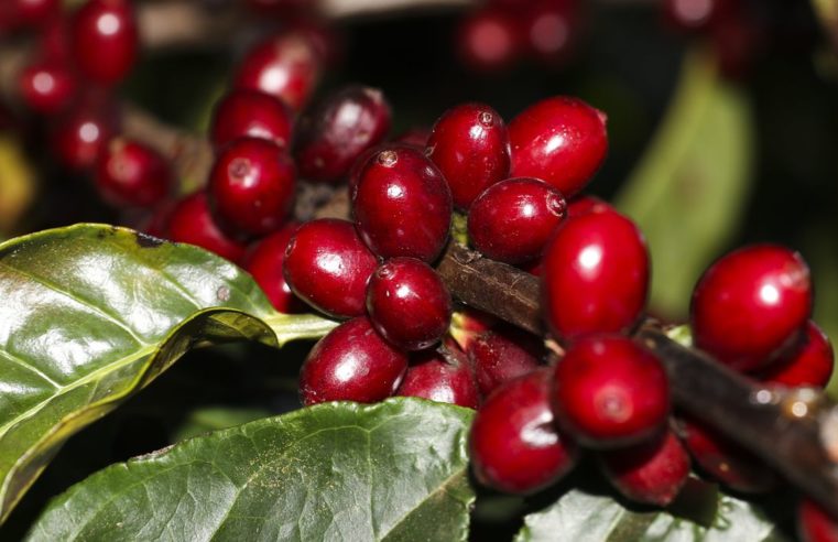 Safra de café 2022 pode chegar a 53,4 milhões de sacas