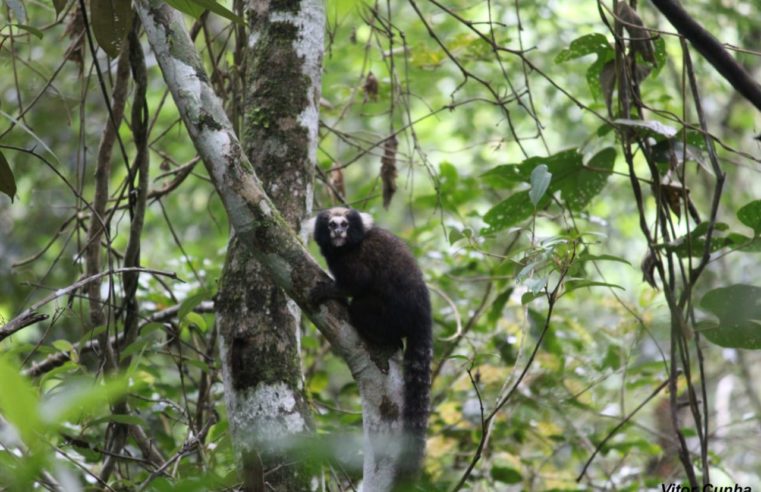 Parque Natural Municipal Montanhas de Teresópolis (PNMMT) recebe incentivo internacional para conservação de espécie de primata ameaçada de extinção