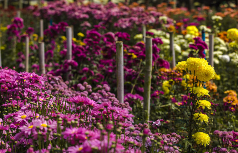Dia dos Namorados: Secretaria apoia floricultores com crédito a juros baixos