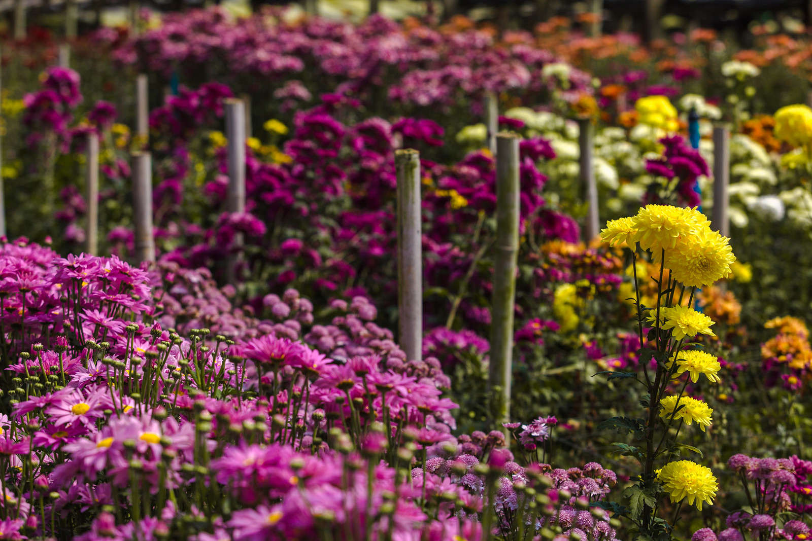 Dia dos Namorados: Secretaria apoia floricultores com crédito a juros baixos
