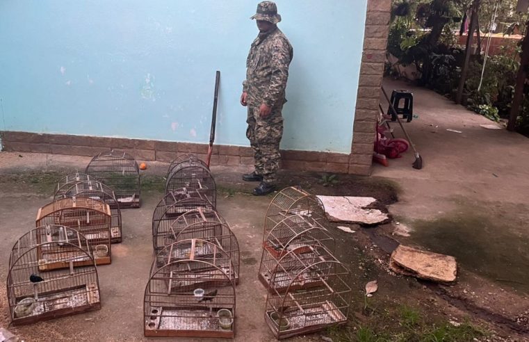Pássaros são resgatados de cativeiro e arma é apreendida após fiscalização da polícia ambiental em Petrópolis