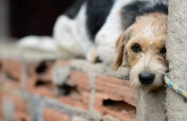 Secretaria de Meio Ambiente registra alta nas denúncias de maus tratos animais em Barra Mansa