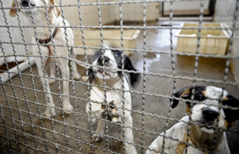 Prefeitura faz feira de adoção de animais em Itaipava