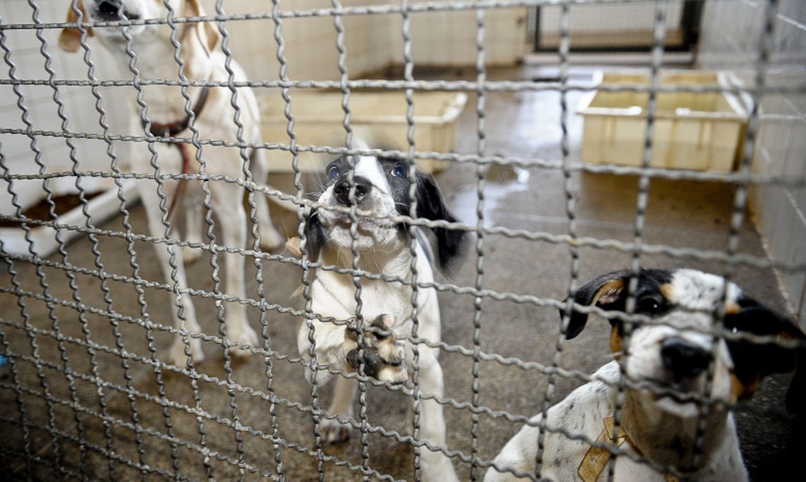 Prefeitura faz feira de adoção de animais em Itaipava