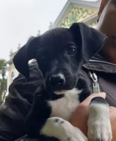 Homem é multado por abandonar filhote de cão no Parque Centenário em Barra Mansa