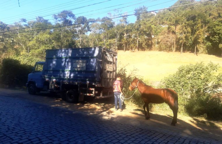 Cavalo resgatado pela COPBEA é enviado para&nbsp;curral de apreensão em Seropédica