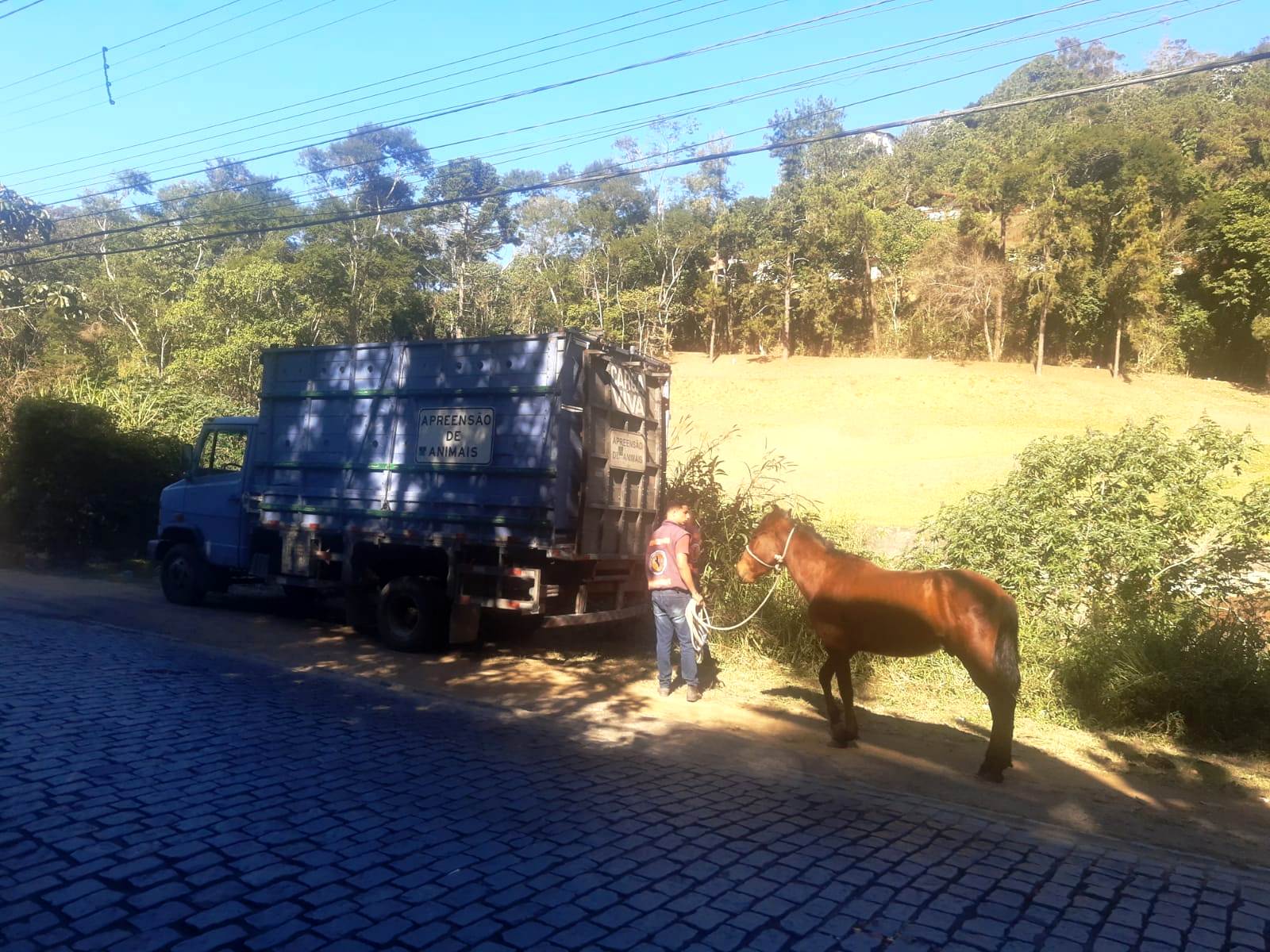 Cavalo resgatado pela COPBEA é enviado para curral de apreensão em Seropédica