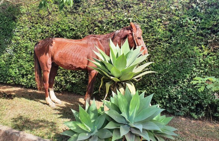 COPBEA resgata mais um cavalo debilitado abandonado em rua de Teresópolis