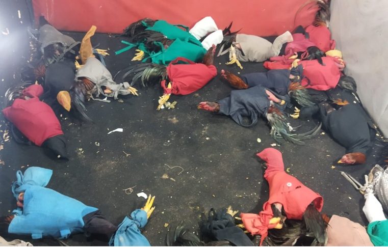 Polícia Ambiental estoura rinha de galo em Bom Jardim