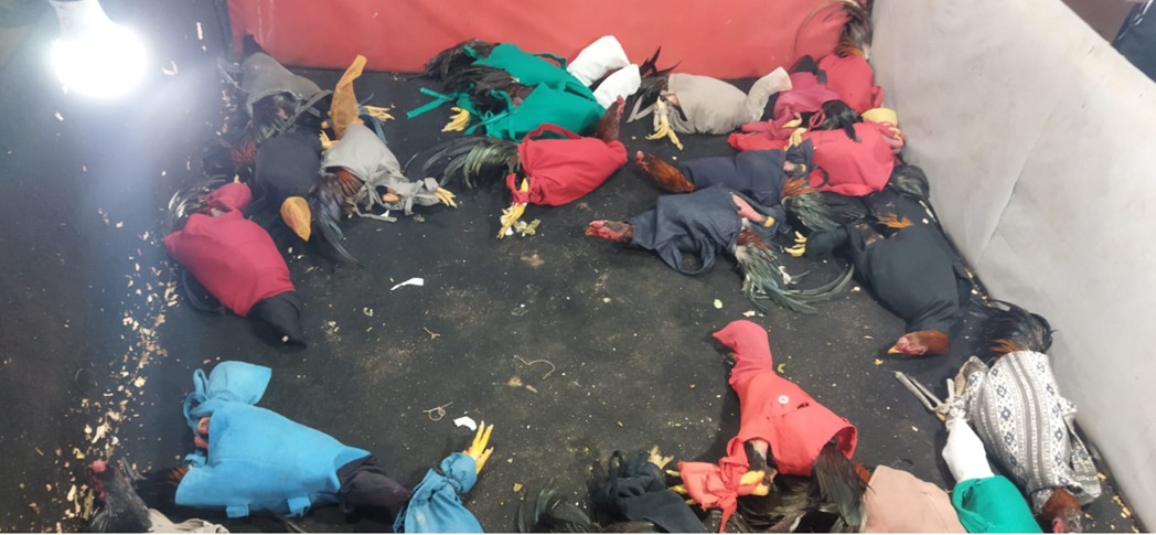 Polícia Ambiental estoura rinha de galo em Bom Jardim