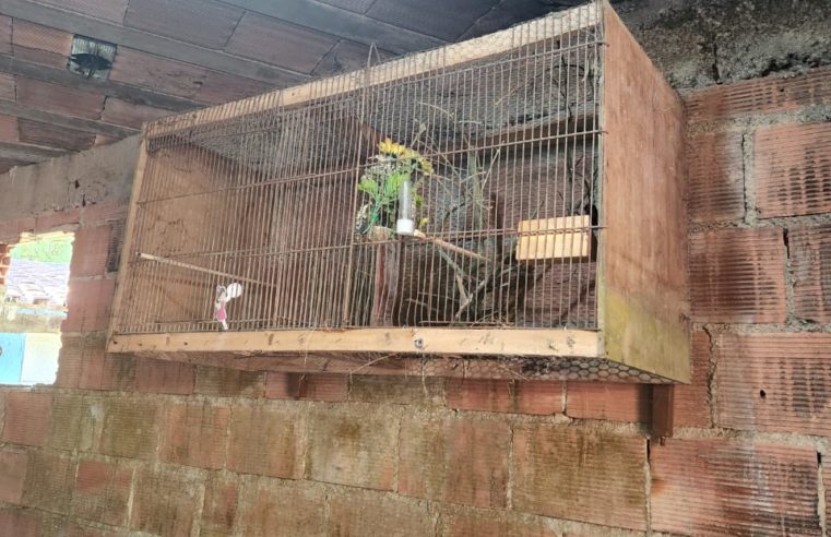 Pássaros silvestres resgatados após denúncia ao Linha Verde são soltos na APA Macacu, em Guapimirim