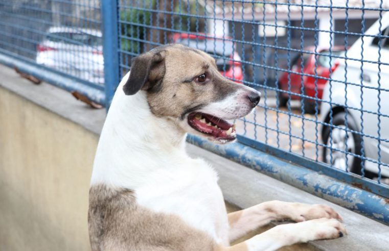 XVIII Campanha de Adoção de Animais acontece neste sábado