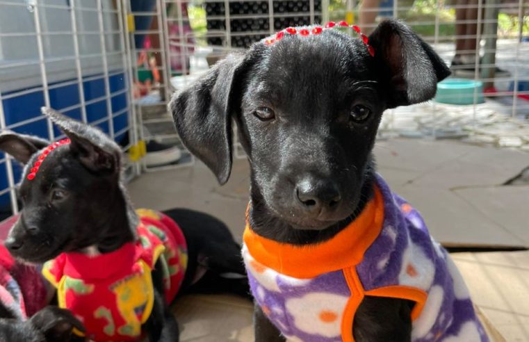 Campanha de adoção responsável de cães e gatos acontece em Itaipava nesse sábado