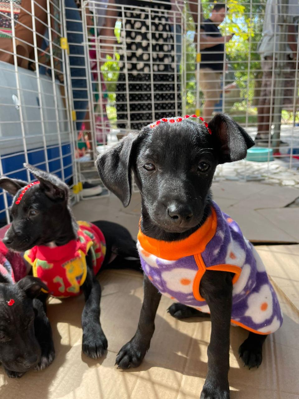 Campanha de adoção responsável de cães e gatos acontece em Itaipava nesse sábado