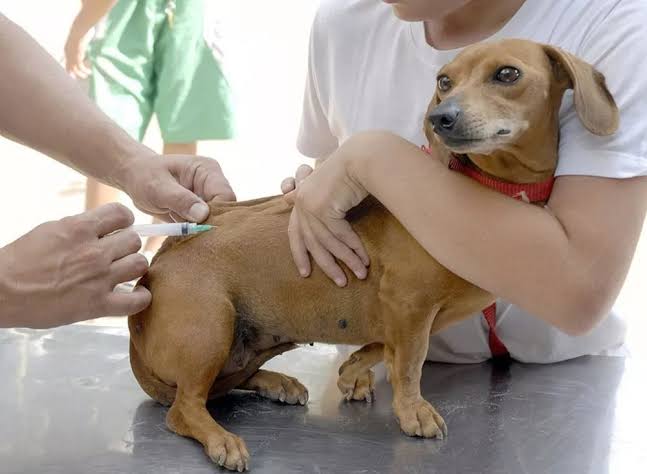 Campanha de Vacinação Antirrábica acontece nesse sábado em Itaipava e Pedro do Rio 