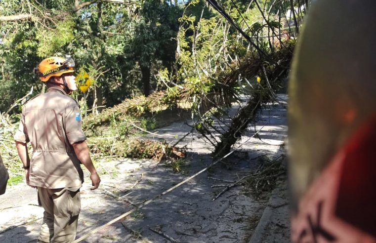 Árvore cai e interdita a Avenida Barão do Rio Branco em Petrópolis