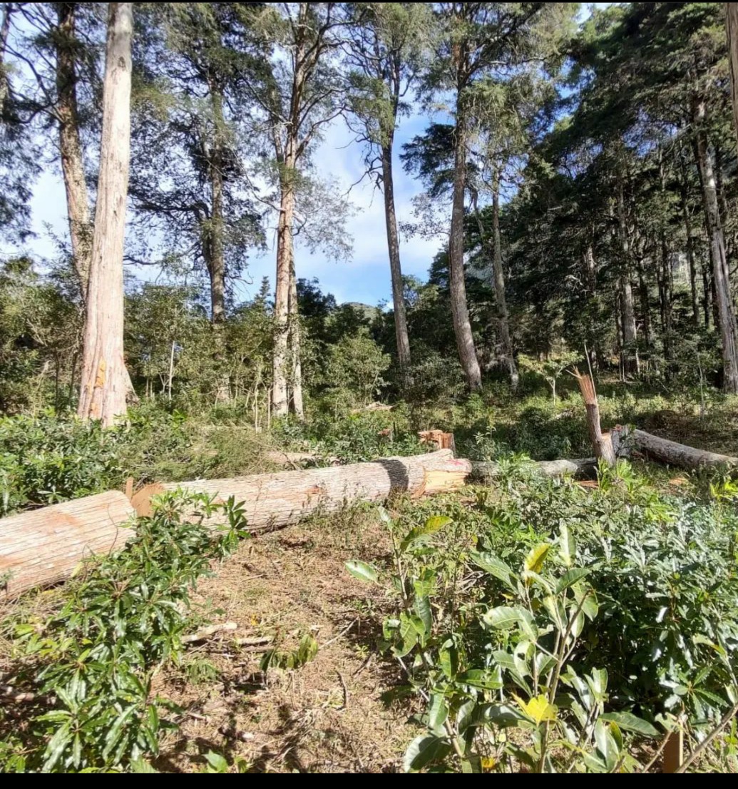 Após 13 denúncias ao Linha Verde agentes flagram corte ilegal de árvores no Vale dos Esquilos