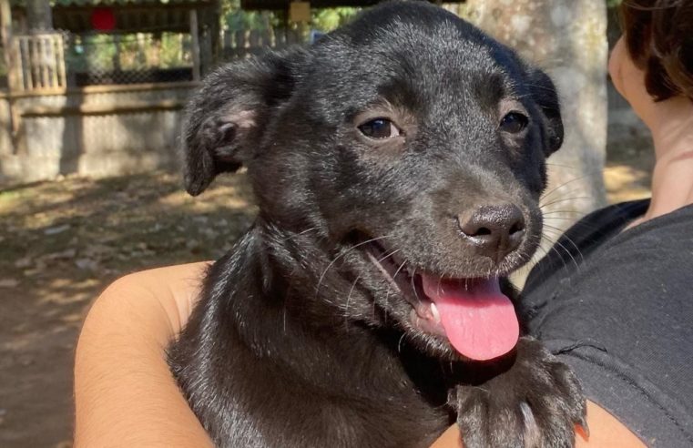 Eleição do Conselho de Proteção e Defesa dos Animais tem nova data: 10 de agosto