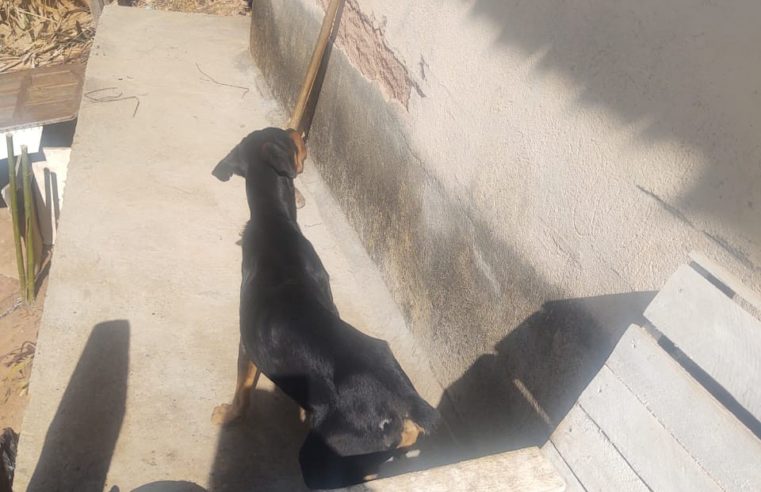Após denúncia, SSUBEA resgata animal vítima de maus-tratos em Nova Friburgo