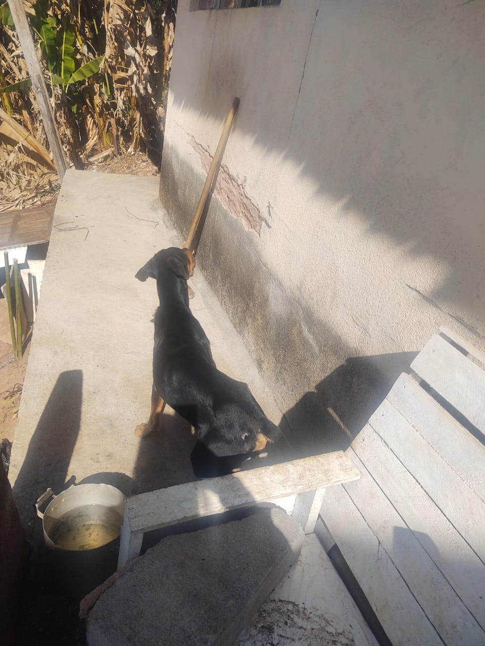 Após denúncia, SSUBEA resgata animal vítima de maus-tratos em Nova Friburgo