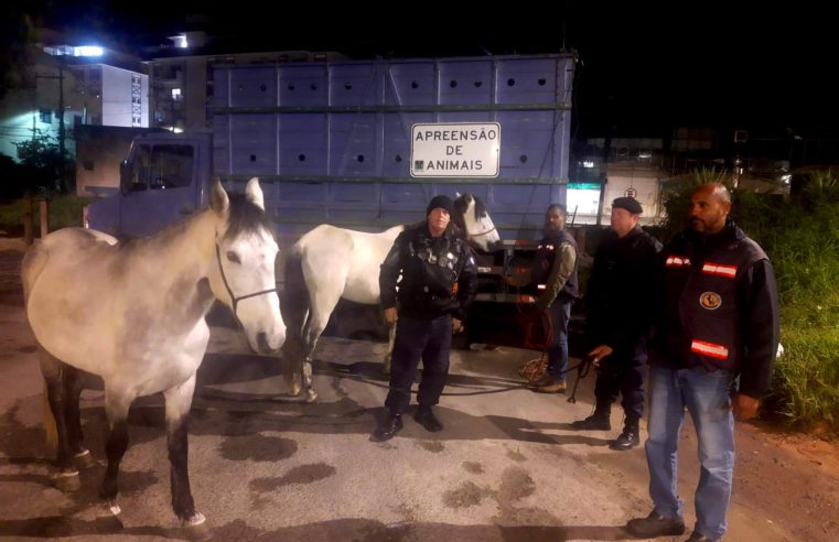 Cavalos em via pública são recolhidos pela COPBEA e dono é multado por reincidência