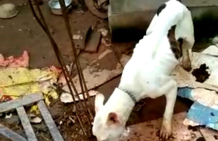 Vítimas de maus tratos, dois cães resgatados pela COPBEA aguardam lar temporário