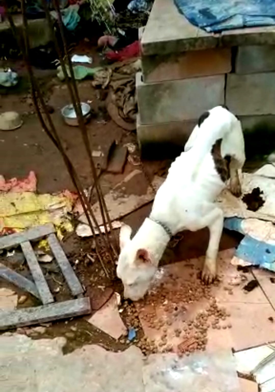 Vítimas de maus tratos, dois cães resgatados pela COPBEA aguardam lar temporário