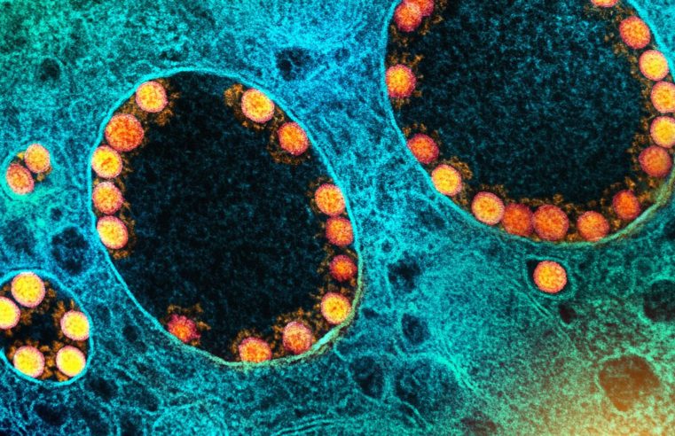 Pesquisa mostra eficácia da vitamina B12 para atenuar covid-19
