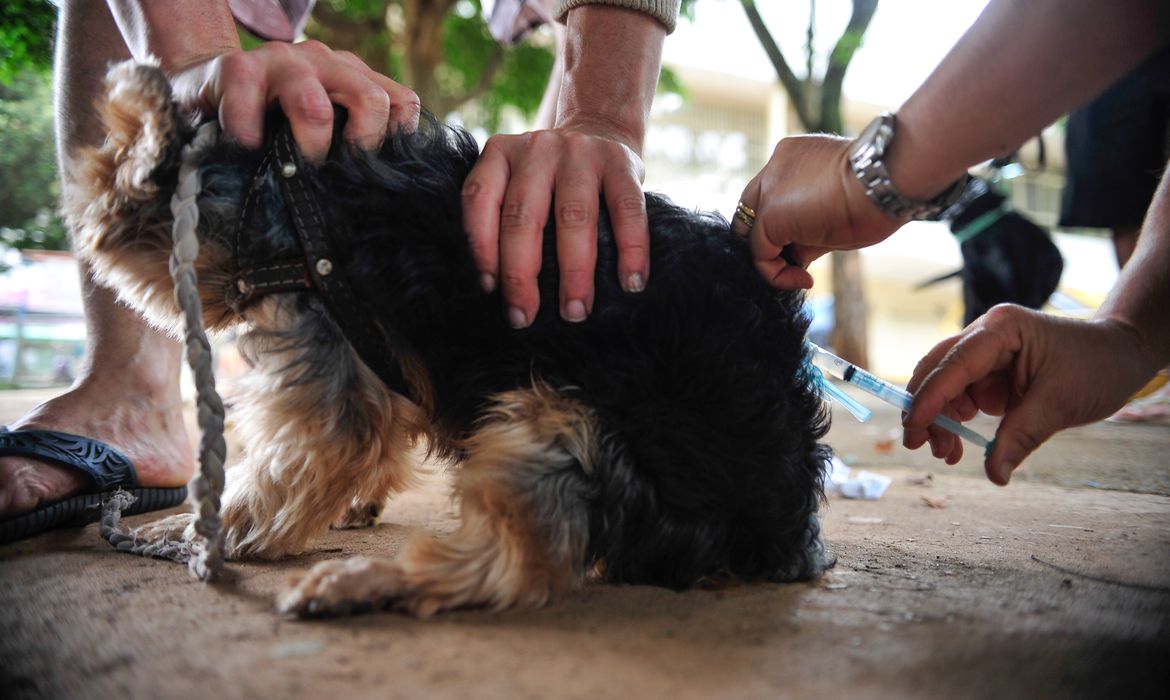 Cães e gatos de 18 comunidades de Petrópolis serão vacinados contra a raiva animal neste sábado