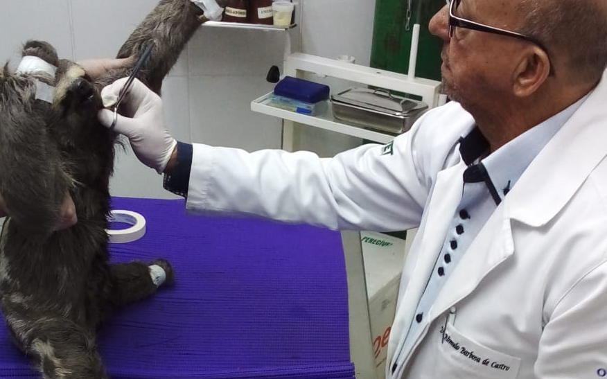 Bicho-preguiça é resgatado na descida da Serra de Petrópolis