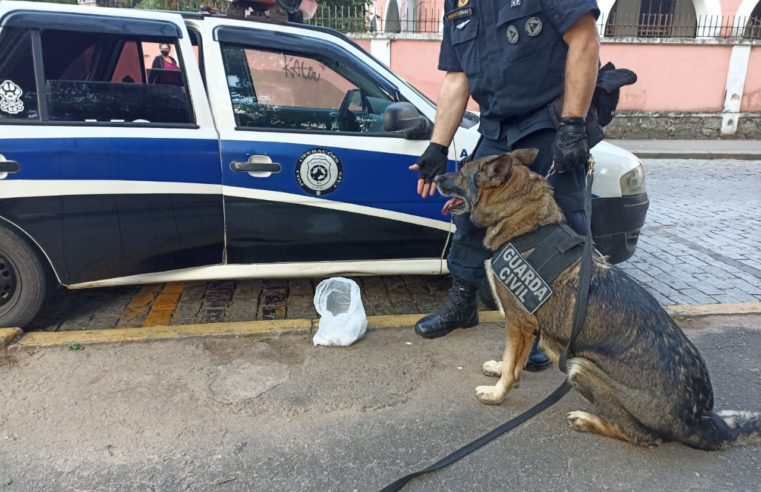 Cadela da Guarda Civil de Petrópolis encontra drogas em praça, no Centro Histórico