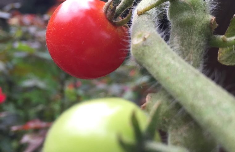 Cultivo Irrigado: método promete 3 vezes mais produtividade em áreas rurais
