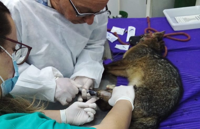 Cachorro-do-mato é resgatado pela Concer na BR-040