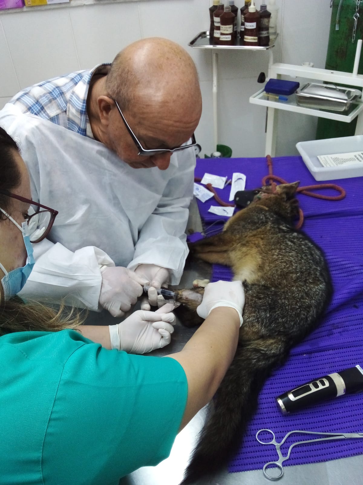 Cachorro-do-mato é resgatado pela Concer na BR-040