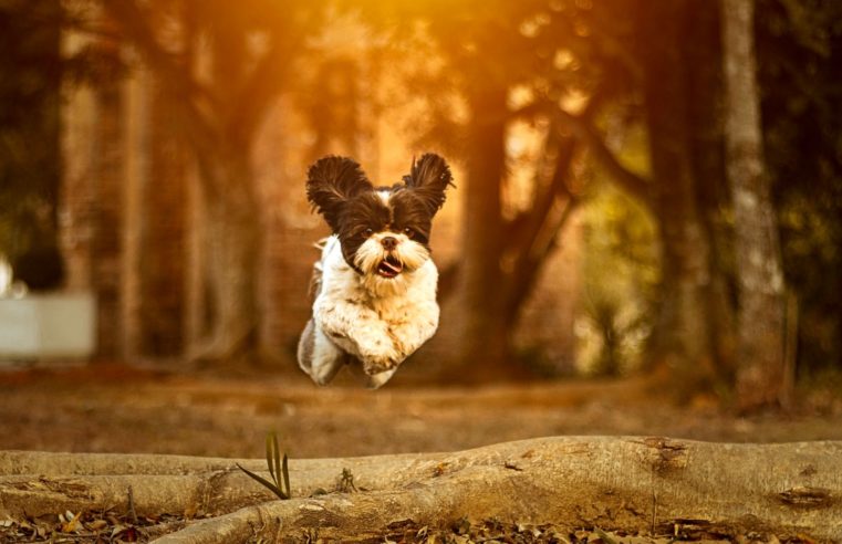 Parceria em pro do bem: fotógrafo registra animais disponíveis para adoção