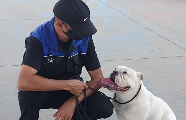 Parceria do Bramil Supermercados oferece curso gratuito de adestramento de cães por meio do Projeto Pet Presente em Três Rios