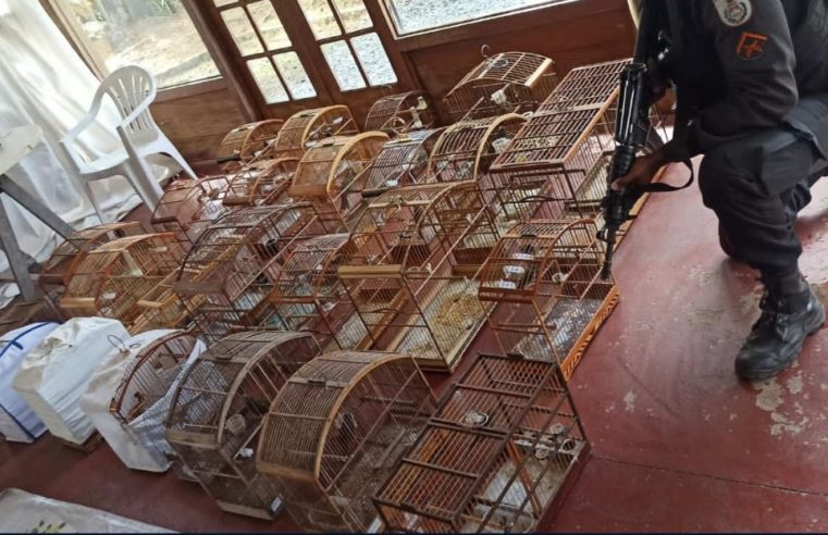 Policia Militar apreende 24 aves silvestres em situação de maus tratos em Petrópolis