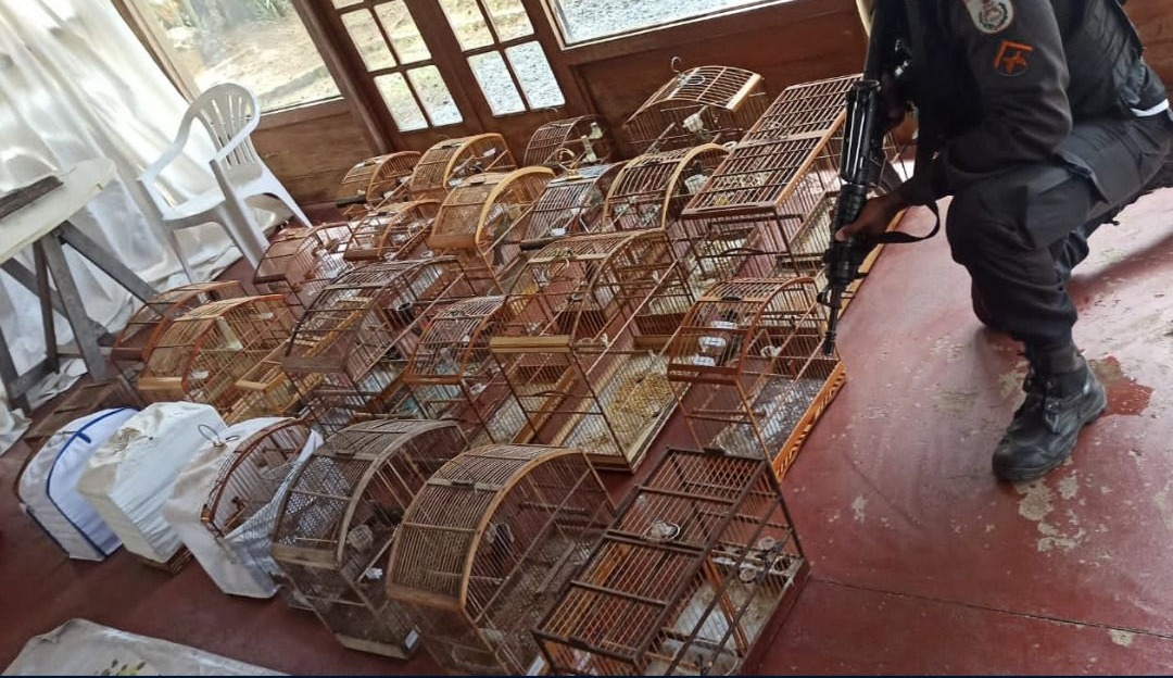 Policia Militar apreende 24 aves silvestres em situação de maus tratos em Petrópolis