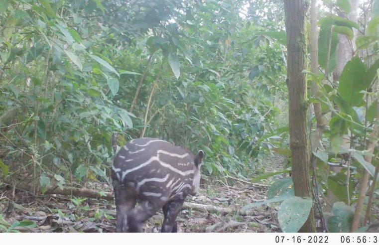 Cresce população de antas na natureza, no estado do Rio de Janeiro
