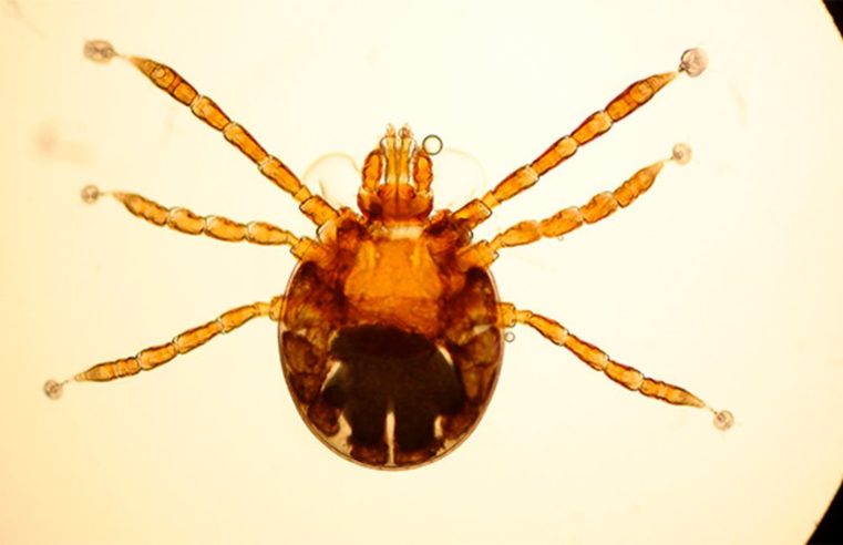Secretaria de Saúde de Petrópolis faz alerta sobre febre maculosa
