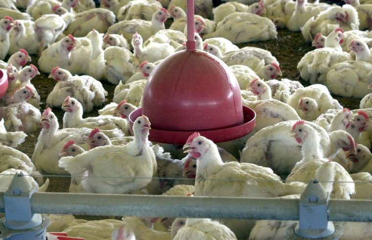 Pesquisa indica queda de 2% no abate de frangos no país