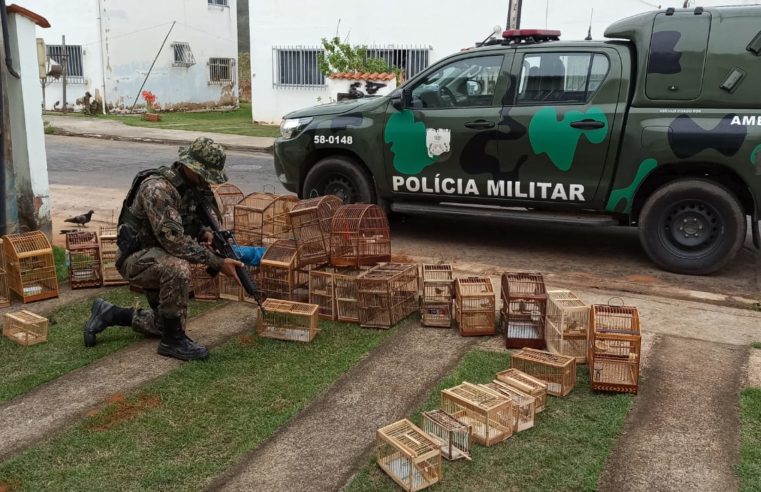 Denúncia do Linha Verde leva UPAm a resgatar 30 pássaros de cativeiro em Três Rios