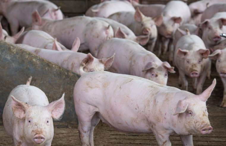 Abate de suínos bate recorde no segundo trimestre, diz IBGE