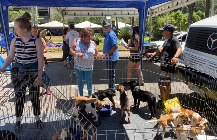 Edição de Primavera da Deguste terá feira de adoção de animais neste sábado