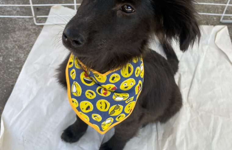 23ª Feira de adoção de cães e gatos é realizada em Petrópolis neste sábado