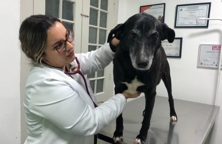 Dia do Veterinário é celebrado nesta sexta-feira (09)