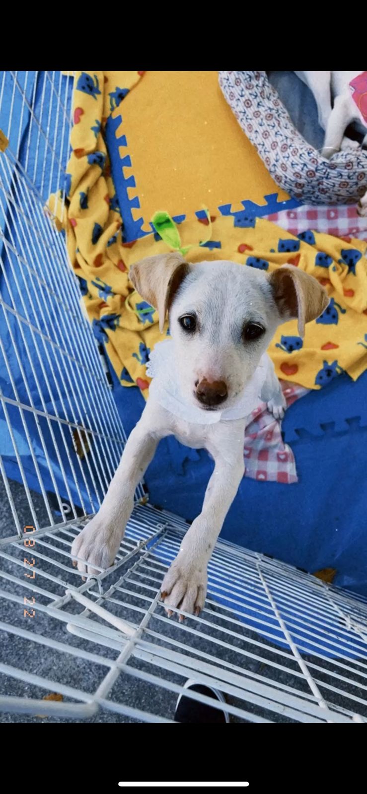 Deguste e Feira de adoção de cães e gatos neste sábado na Praça da Águia em Petrópolis