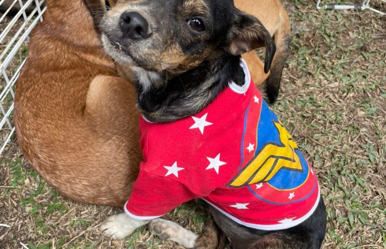 Feira de adoção de animais na Serra Serata